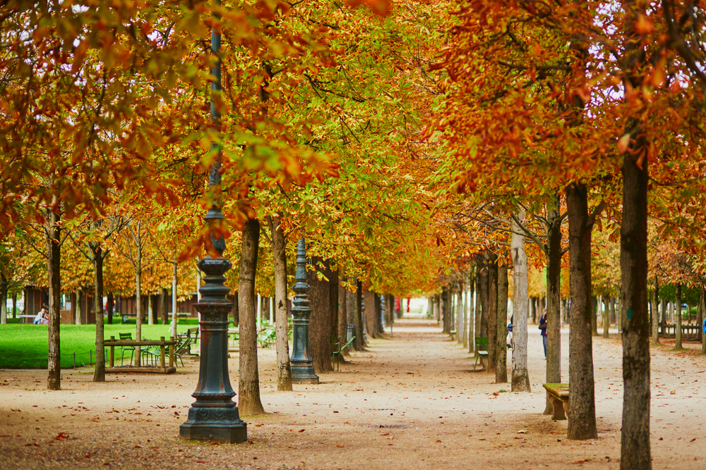 Beautiful fall day in Tuileries garden, Paris. Autumn season in France