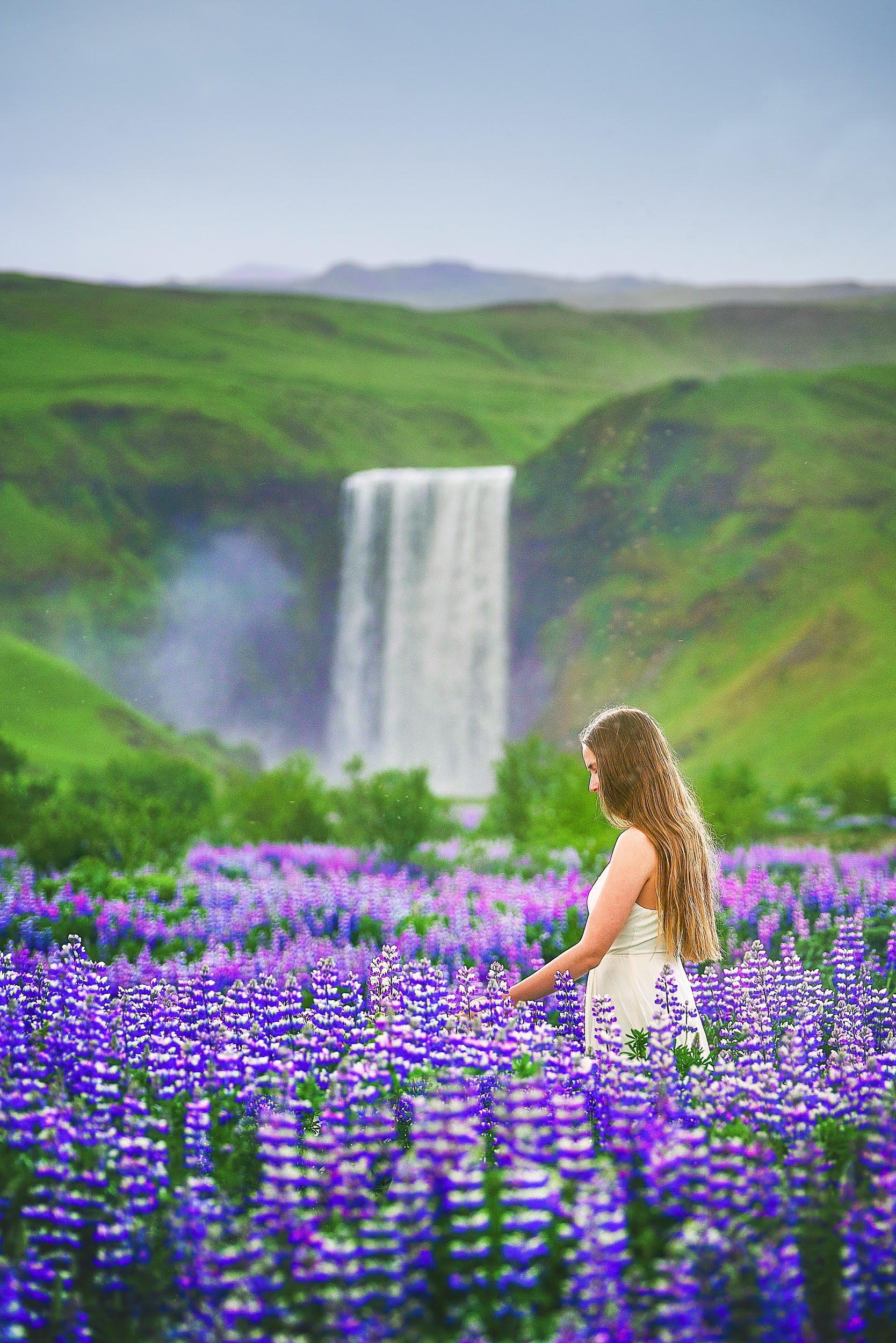 woman standing among purple lupine flowers in inceland with a waterfall in the background showing summer is the best time to visit Europe