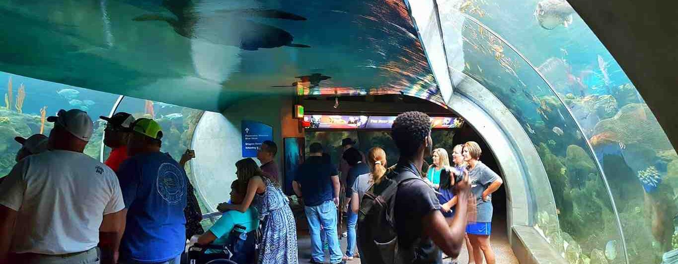 You Don't Need Kids To Have Fun At The Florida Aquarium | Things To Do In Florida | Best Aquariums In the United States | Follow Me Away Travel Blogs | Florida Travel Tips
