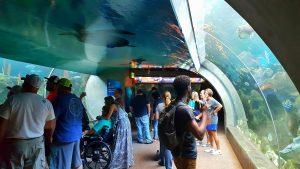 You Don't Need Kids To Have Fun At The Florida Aquarium | Things To Do In Florida | Best Aquariums In the United States | Follow Me Away Travel Blogs | Florida Travel Tips