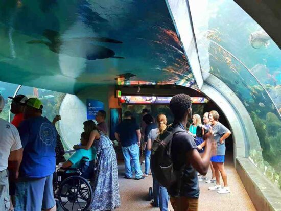 You Don't Need Kids To Have Fun At The Florida Aquarium | Things To Do In Florida | Best Aquariums In the United States | Follow Me Away Travel Blogs | Florida Travel Tips