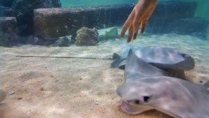 You Don't Need Kids To Have Fun At The Florida Aquarium | Things To Do In Florida | Best Aquariums In the United States | Follow Me Away Travel Blogs | Florida Travel Tips