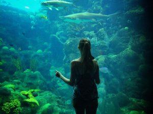 You Don't Need Kids To Have Fun At The Florida Aquarium | Things To Do In Florida | Best Aquariums In the United States | Follow Me Away Travel Blogs | Florida Travel Tips