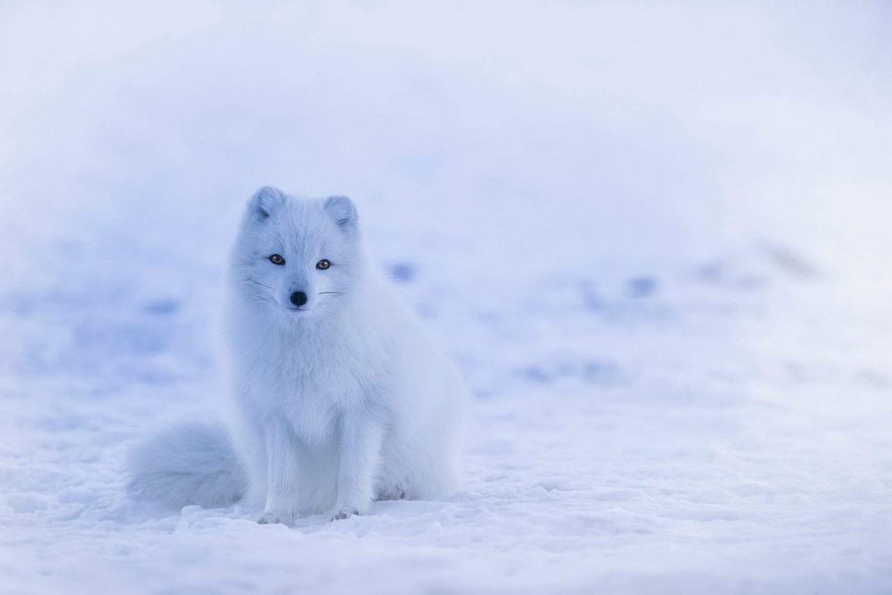 arctic foxes in iceland cute animals in iceland