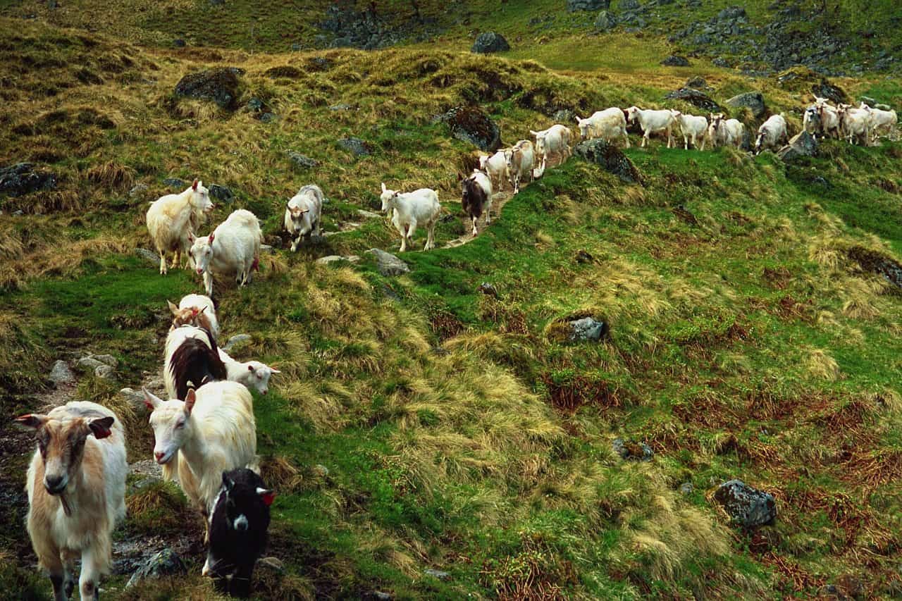 wildlife in iceland goats