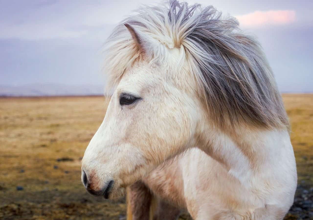 horses in iceland | icelandic horses