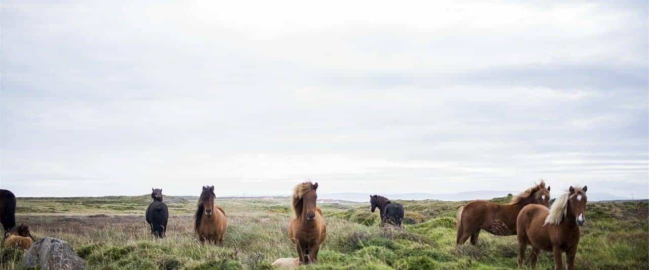 Top 10 Animals In Iceland You May See During Your Trip Follow Me Away