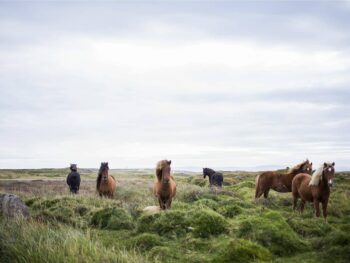 Top 10 Animals In Iceland You May See During Your Trip