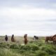 Top 10 Animals In Iceland You May See During Your Trip