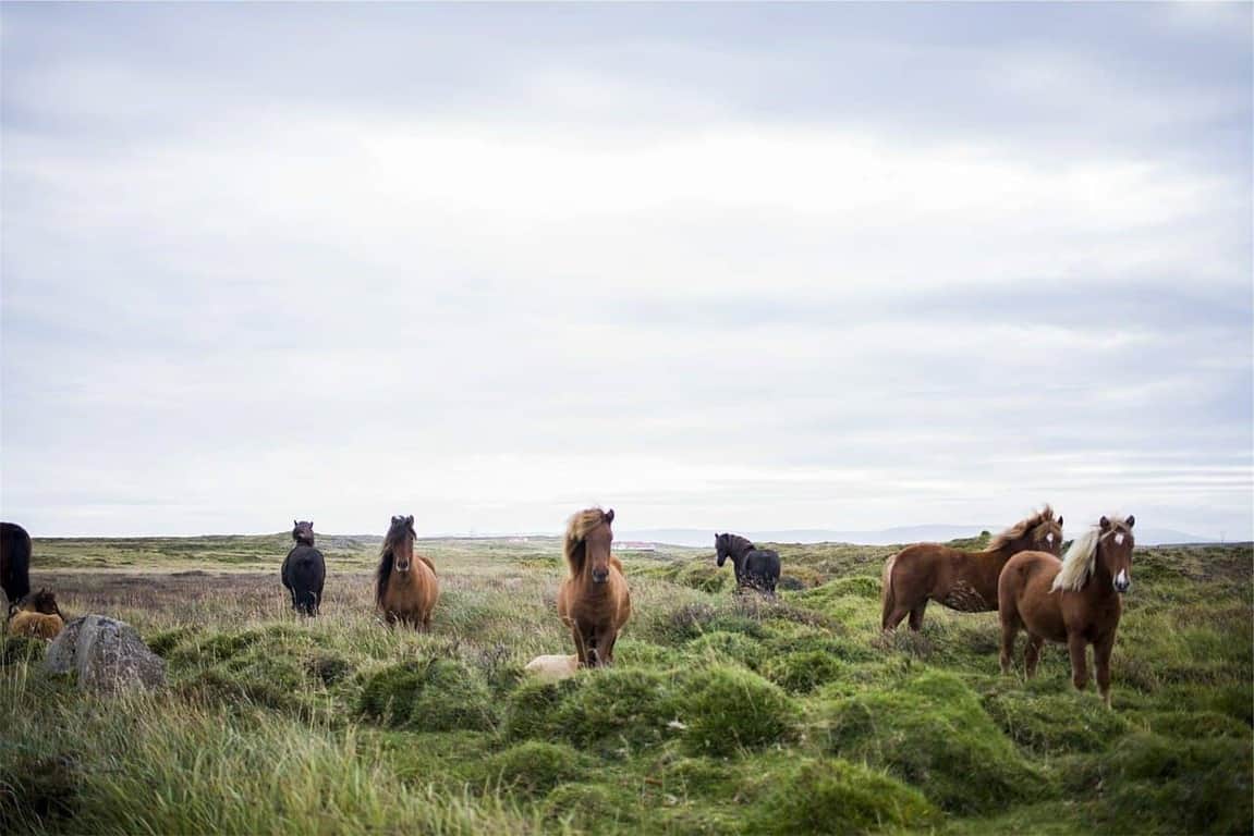 Horses in iceland you may see | icelandic horses