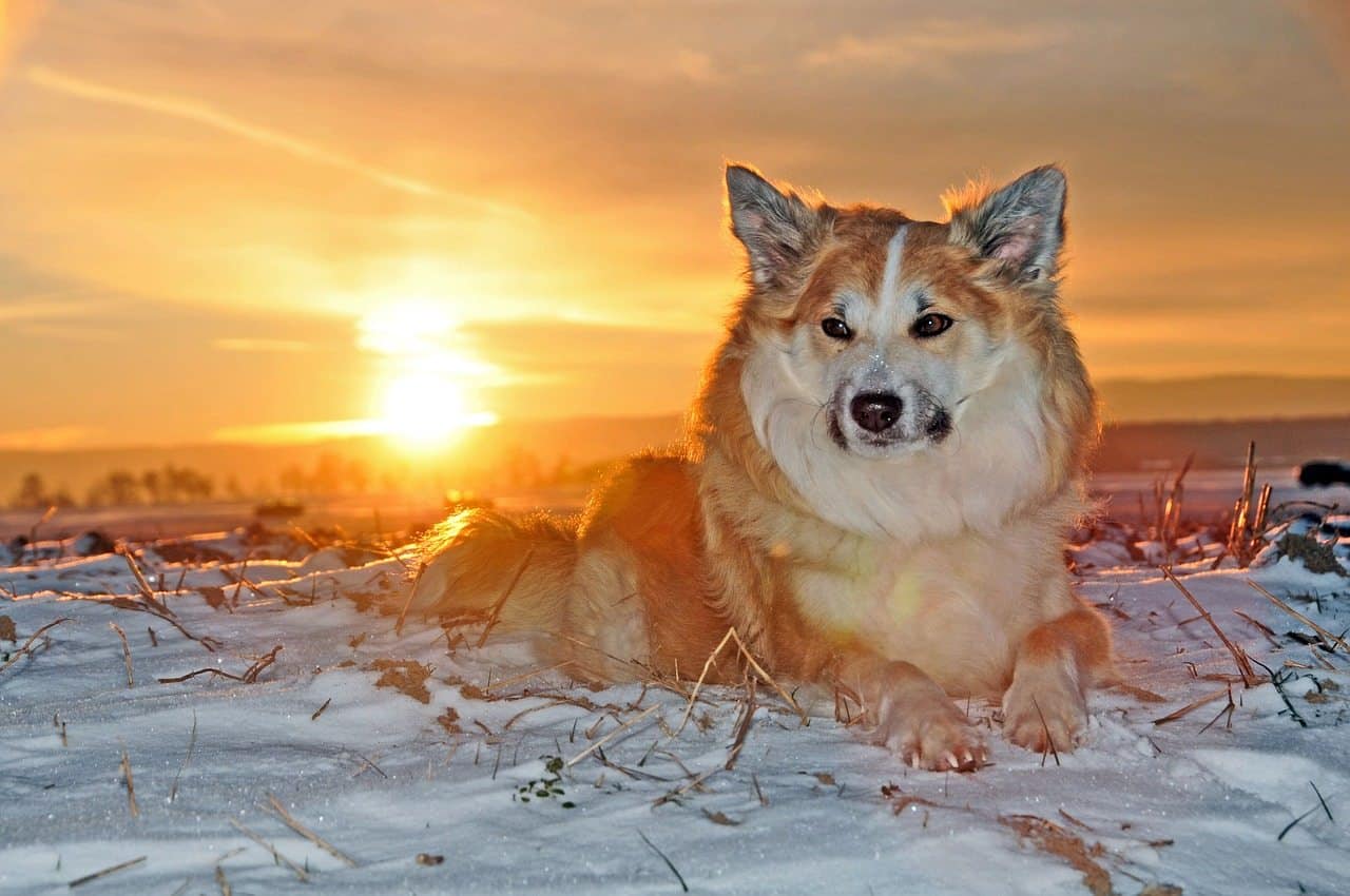 Top 10 Animals In Iceland You May See During Your Trip