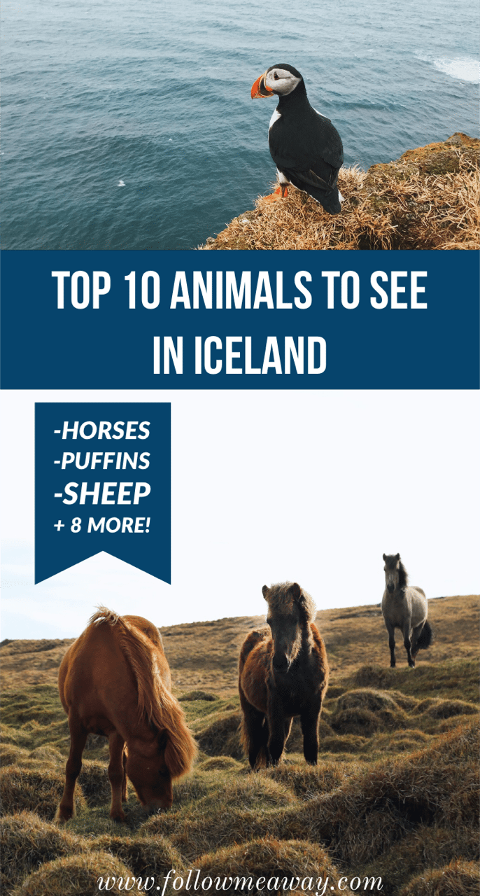 Top 10 Animals In Iceland You May See During Your Trip | Puffins in iceland | what animals to see in iceland | what to see in iceland | what to do in Iceland | iceland travel tips #puffins #horses #iceland #icelandtravel #icelandichorse #horses #sheep #icelandtravel