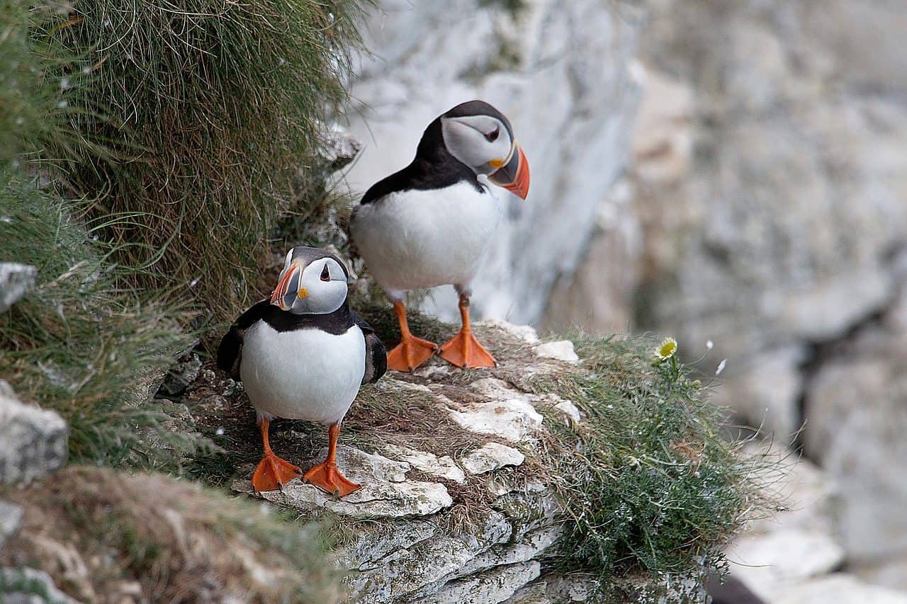 puffins in iceland and birds in iceland