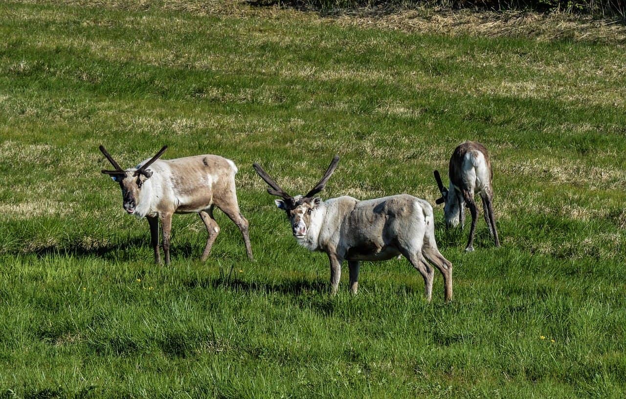 reindeer in iceland are some animals in iceland you will see