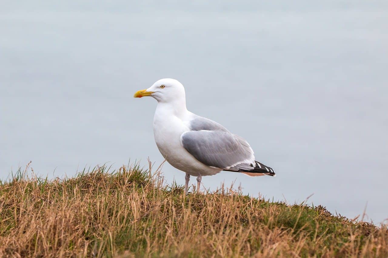 birds in iceland and seagulls in iceland