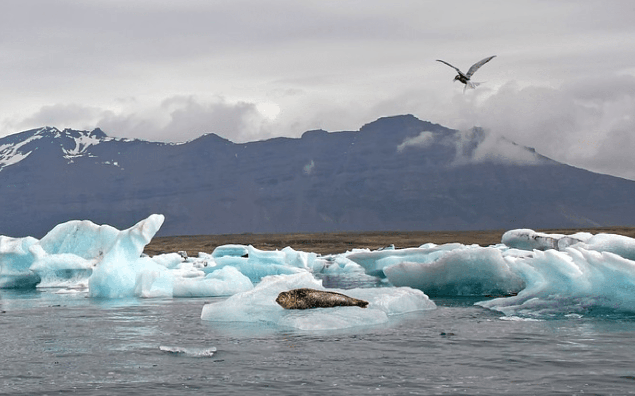 seals in iceland | animals in iceland