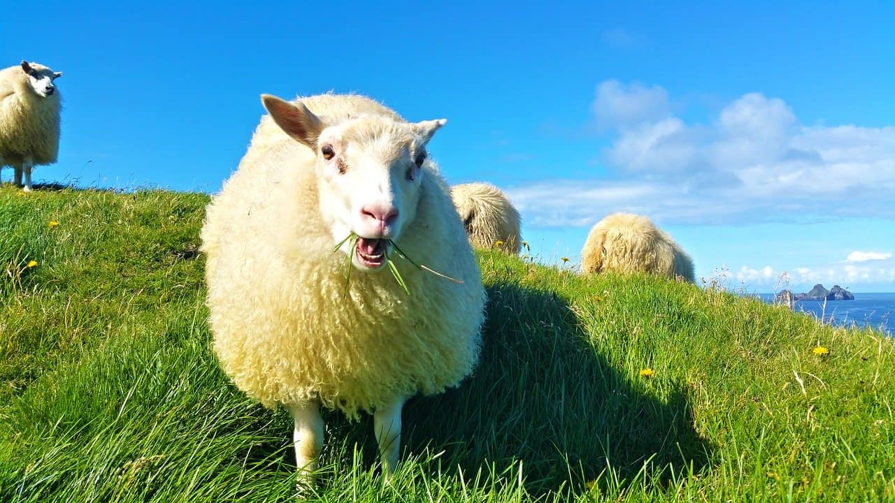 sheep in iceland | icelandic sheep