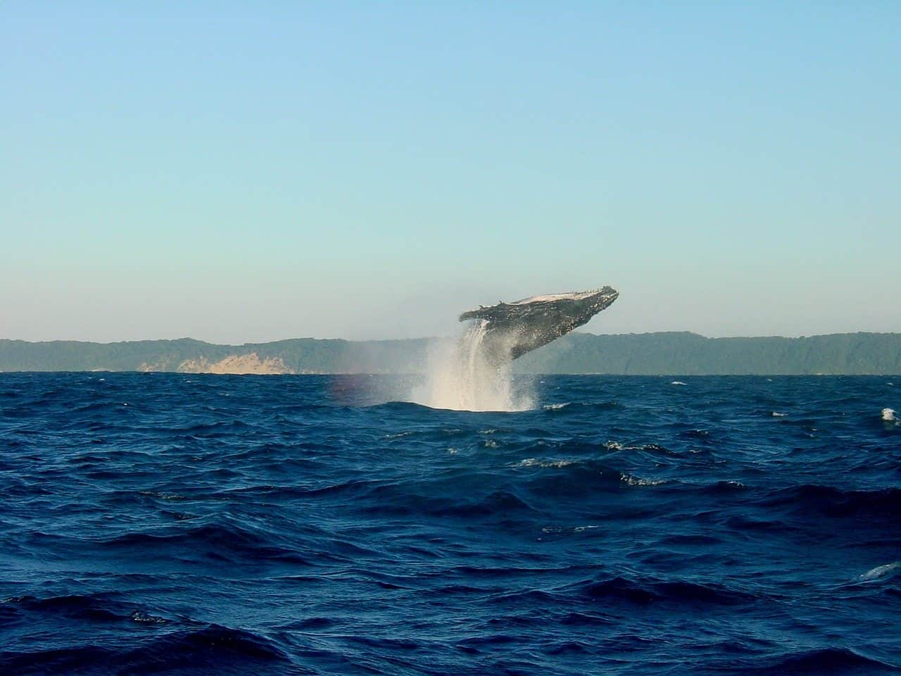 whales in iceland and whale watching tours in iceland