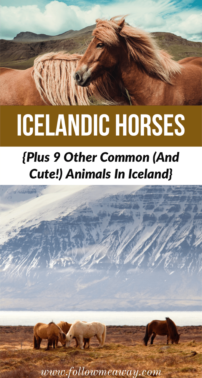 How to spot horses in iceland | icelandic horses | wildlife in iceland | horses in iceland | iceland travel #icelandichorse #horse #arctic #animals #cute #icelandic #icelandhorse #travel #traveltips