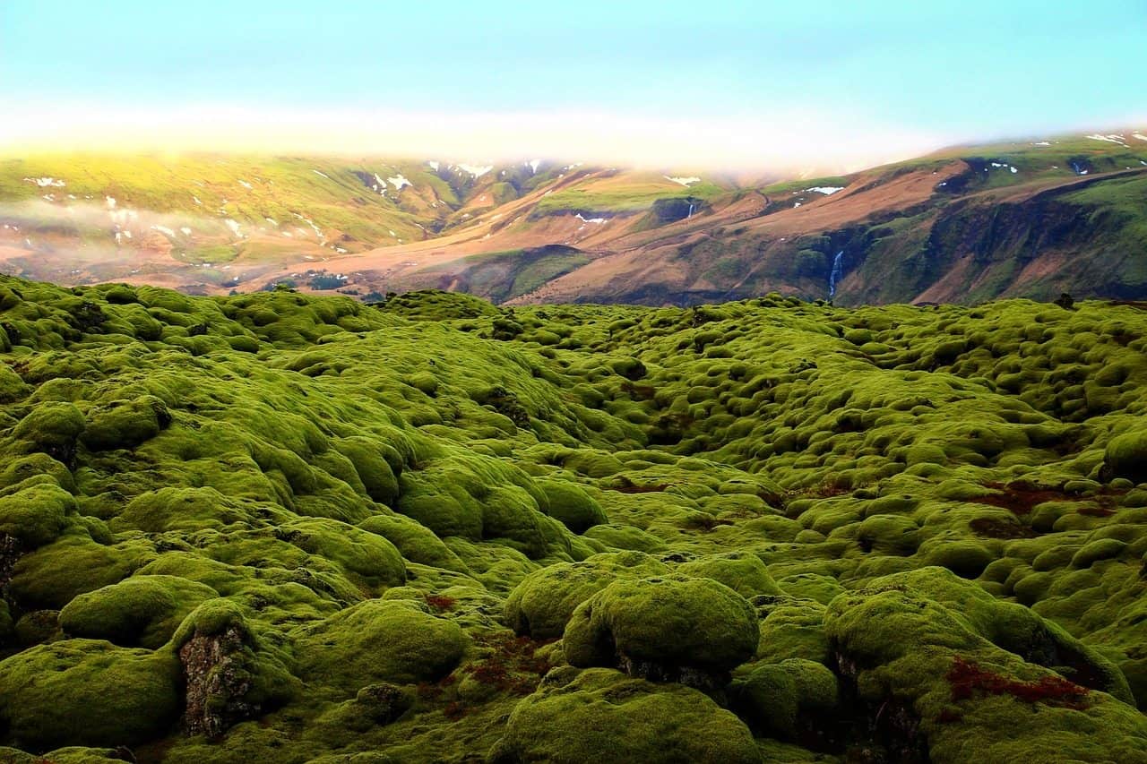 moss photography in iceland