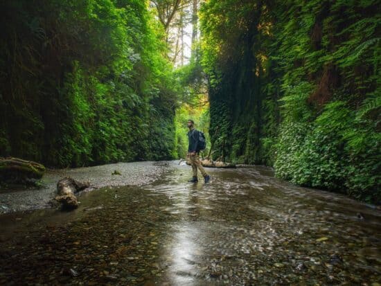 Fern Canyon Is A Great Stop On The Perfect Northern California Road Trip Itinerary