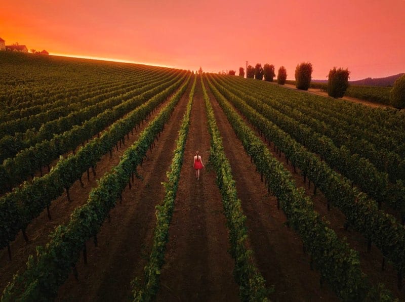 Bodegas Del Condado De Sonoma En Santa Rosa
