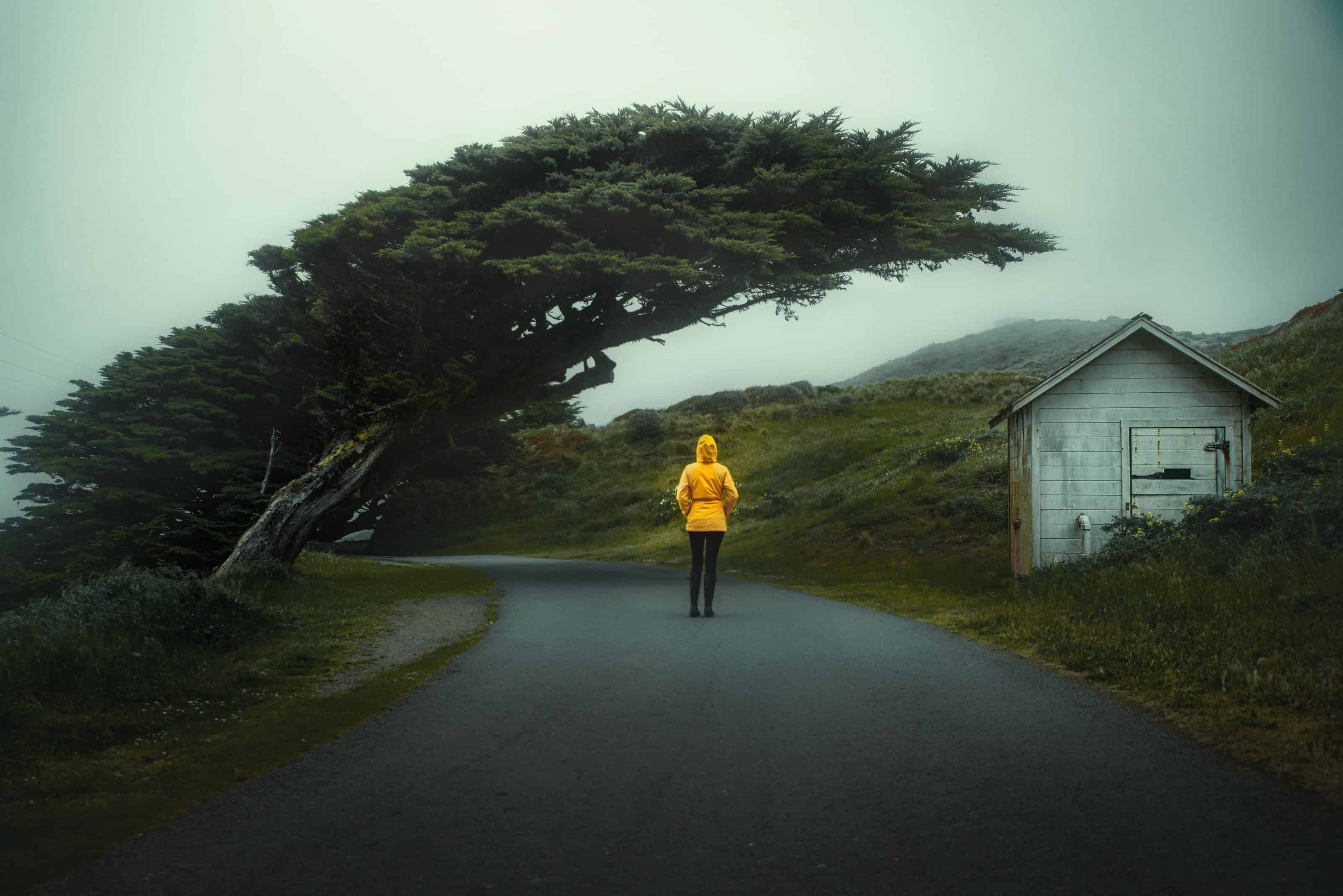 Costa Nacional inclinada de Tree Point Reyes