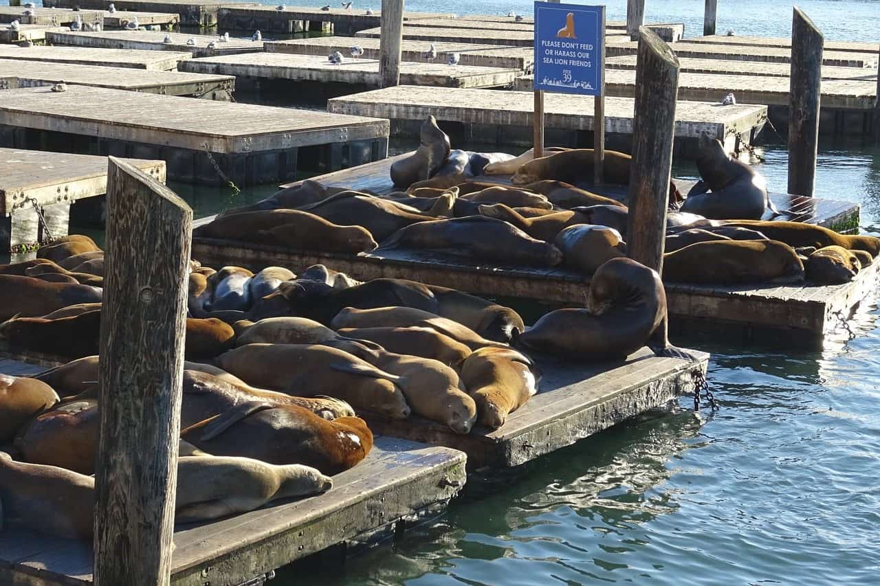 Vea Leones Marinos En San Francisco En El Itinerario Perfecto de Viaje por Carretera al Norte de California
