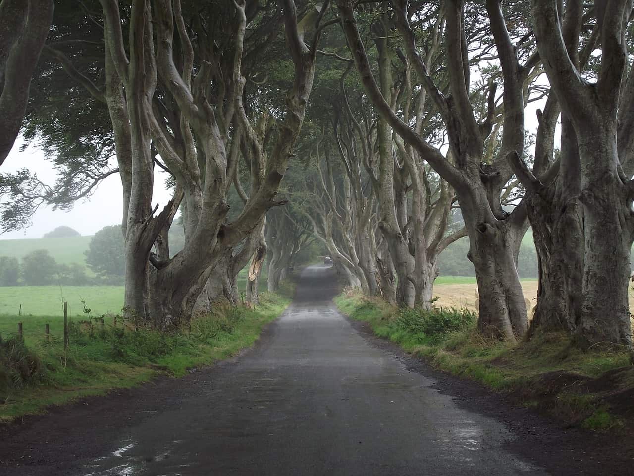 Game of thrones doors made out of dark hedges trees