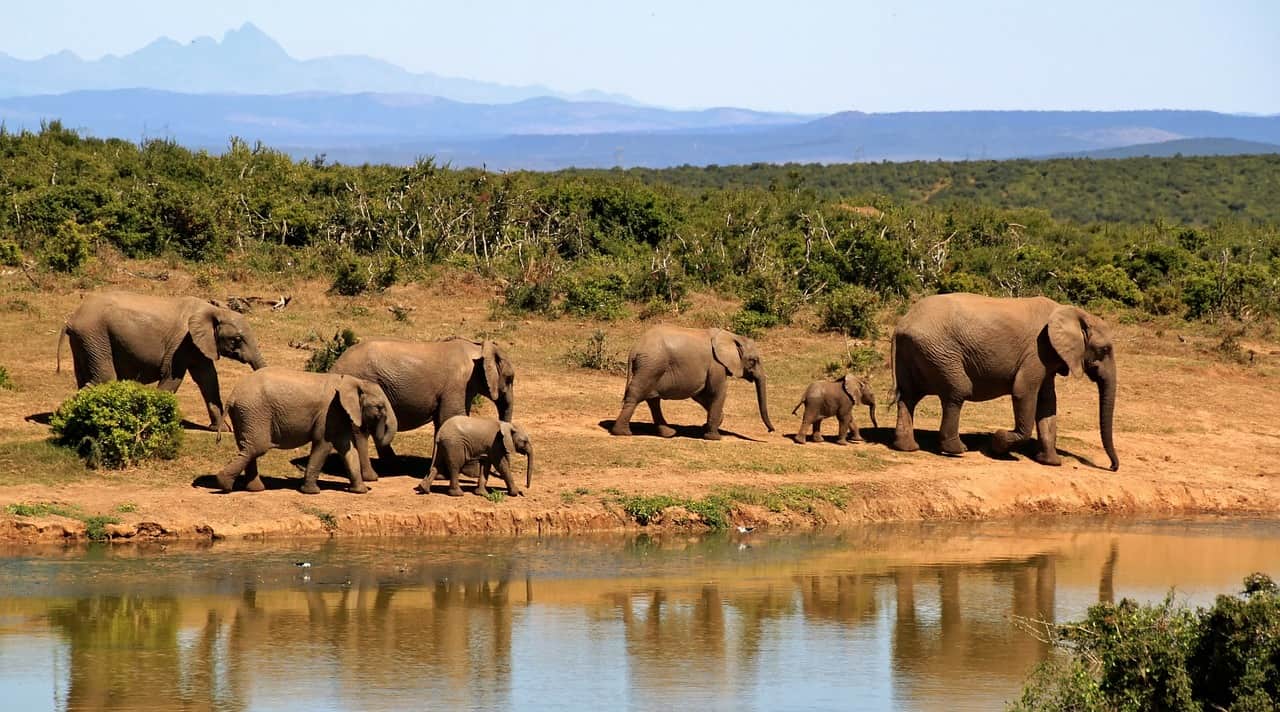 How Kayak's Travel Pros Series Inspires Us To Practice Our Wildlife Photography