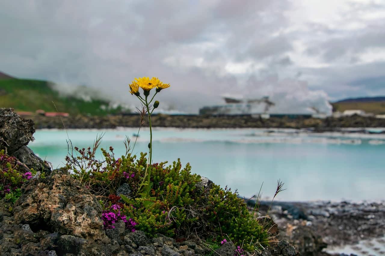 Spring flowers at the blue lagoon in Iceland