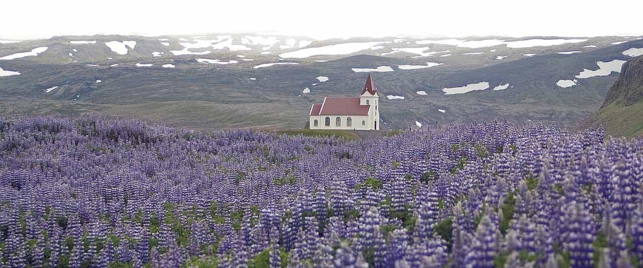 Lupine Flowers in Iceland In Spring with Icelandic church