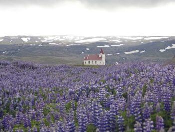 Lupine Flowers in Iceland In Spring with Icelandic church