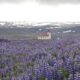 Lupine Flowers in Iceland In Spring with Icelandic church