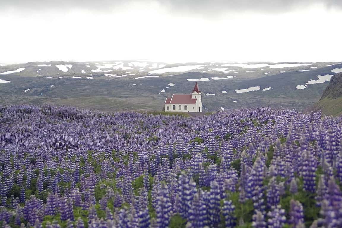 Lupine Flowers in Iceland In Spring with Icelandic church 
