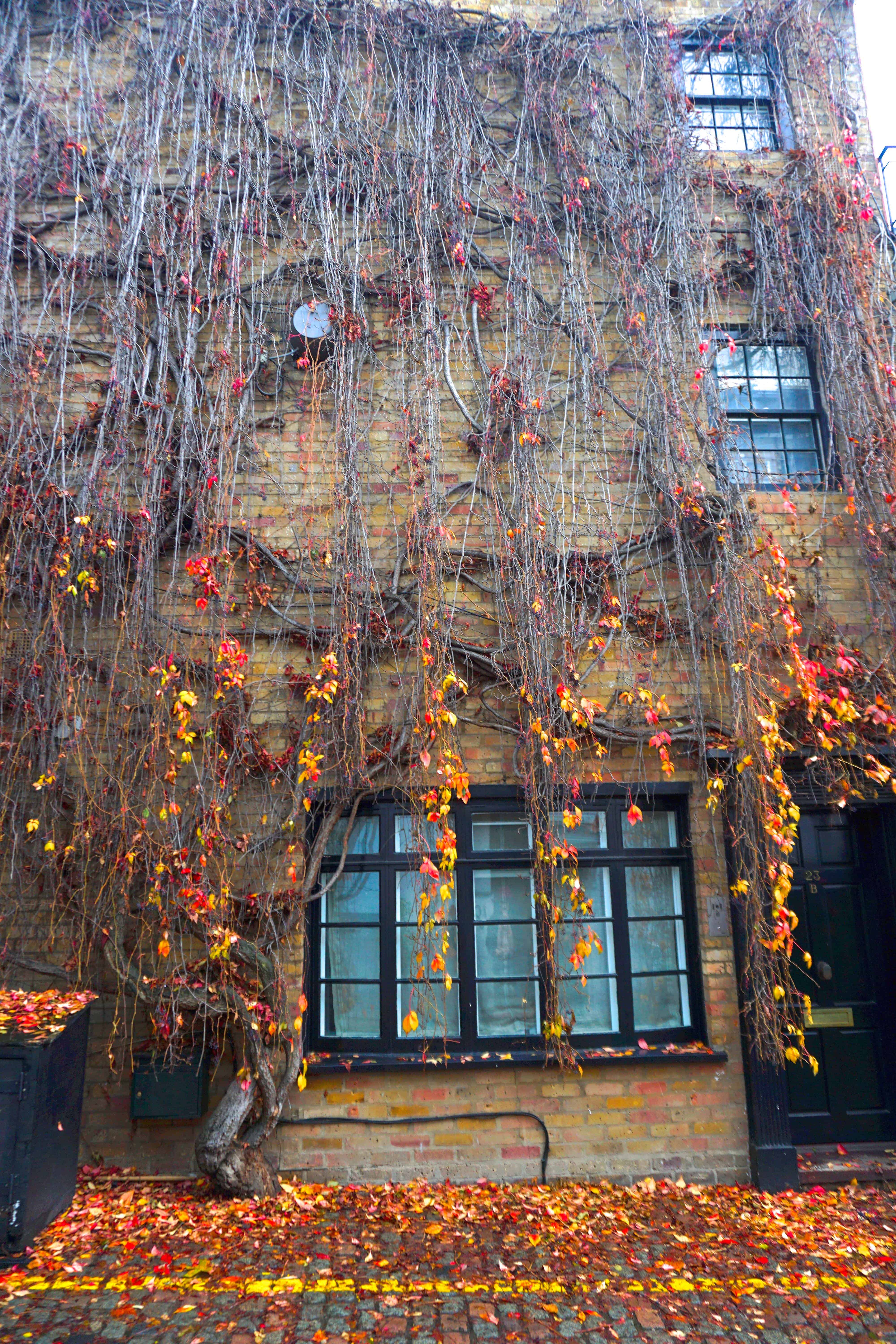 Ivy Along Kynance Mews one of the cutest streets in London | best instagram locations in london