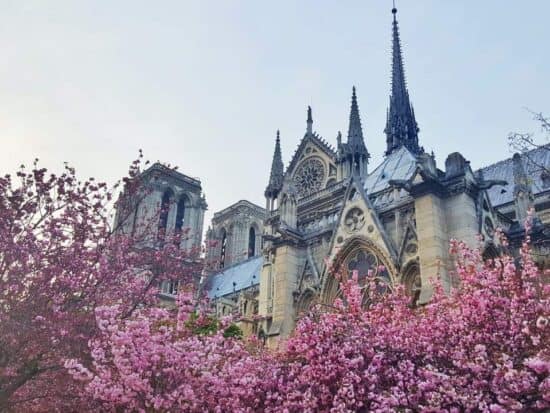 Springtime Flowers in Bloom at Notre Dame in Paris