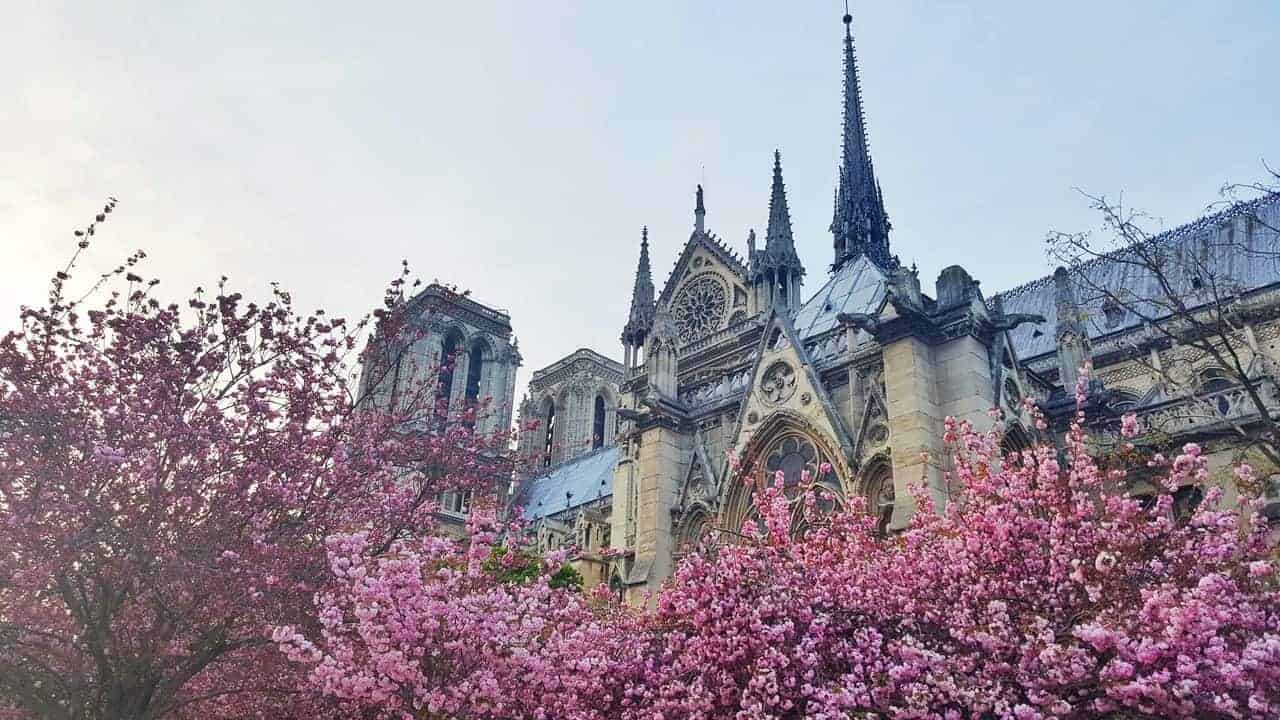 Springtime Flowers in Bloom at Notre Dame in Paris