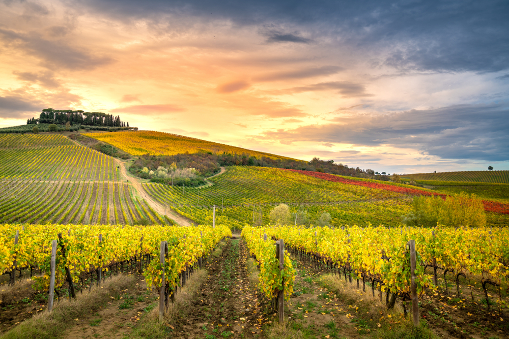 Tuscany vineyard at sunset.