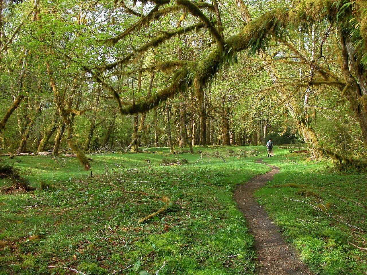 hoh rainforest is a great west coast usa destination 