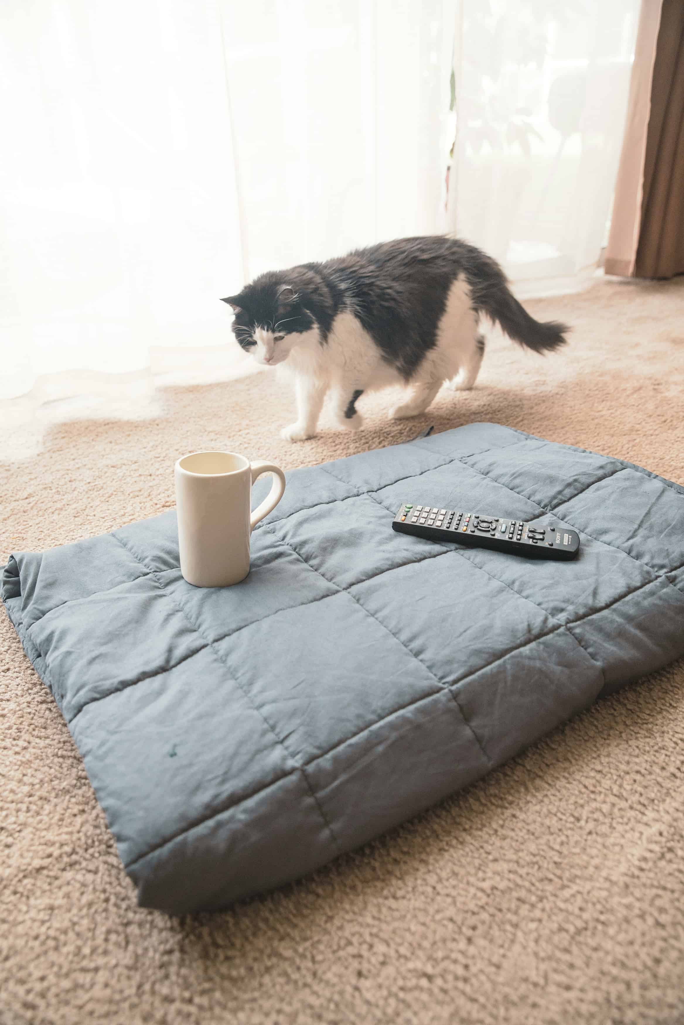 Kitten with a weighted blanket for adults 