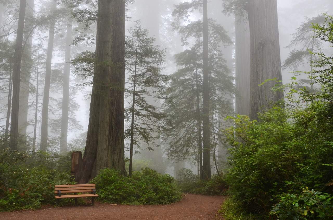 the redwoods are a stunning west coast usa destination