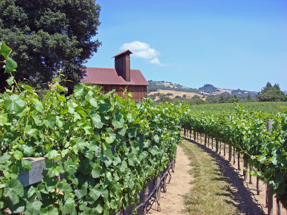 Train tours also allow for you to explore towns, coasts and multiple wineries across the state!