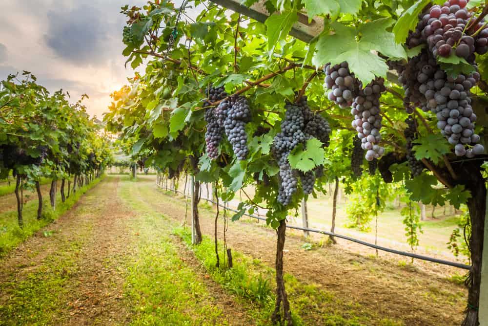 Hands Down, These Are The 5 Best San Francisco Wine Tours