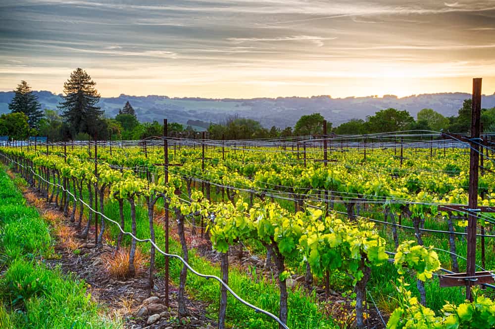 enjoy sunset during one of these San Francisco wine tours to Napa Valley 