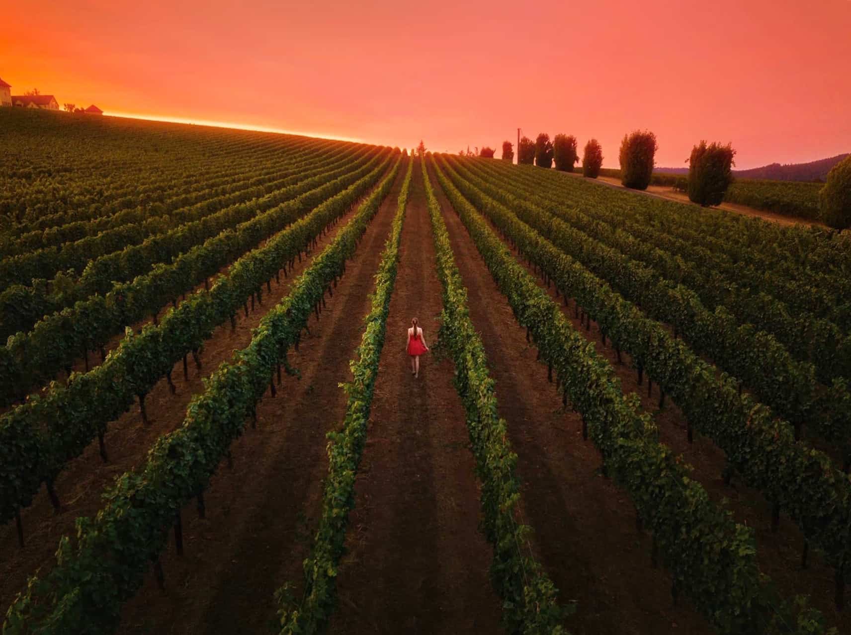 Aerial view of a woman walking through a vineyard in the Willamette Valley during a pink sunset.