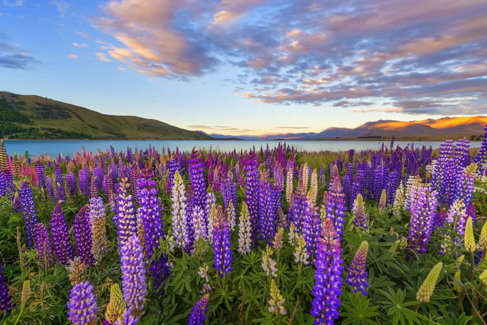 Lake Tekapo Offers Stunning Year-Round Views on your New Zealand South Island itinerary 