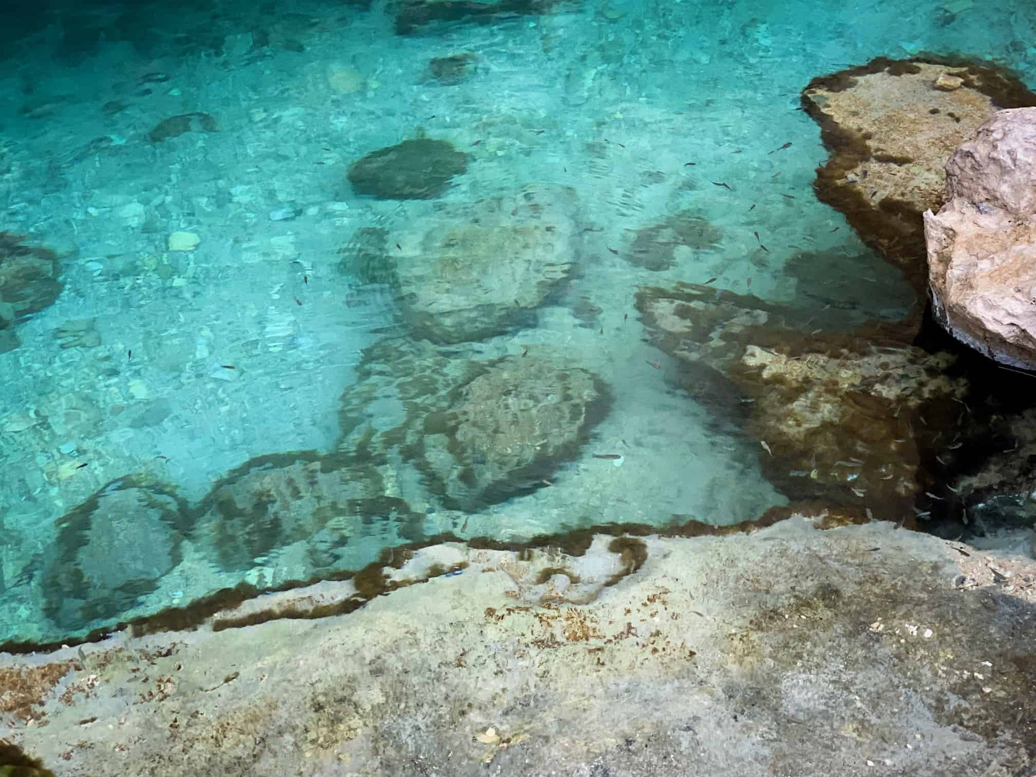 Close up of the fish in the water at Bimmah Sinkhole Oman