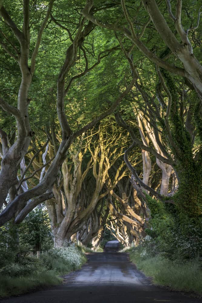 the dark hedges in Northern Ireland are a Game Of Thrones filming location