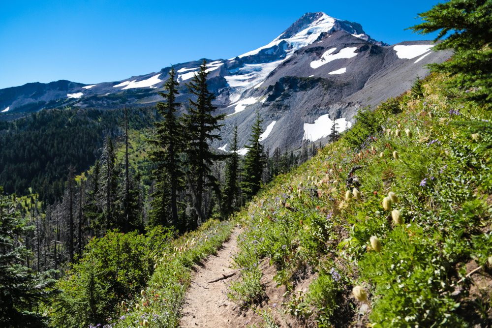 Hiking on the hillside Timberline Trail at Oregon's Mount Hood with mountain in the background.